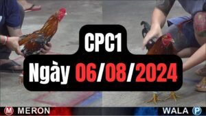 Đá gà thomo CPC1 ngày 06-08-2024