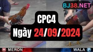 Đá gà thomo CPC4 ngày 24-09-2024