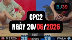 Video đá gà CPC2 Thomo hôm nay 20-06-2026