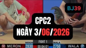 Video đá gà CPC2 Thomo hôm nay 3-06-2026