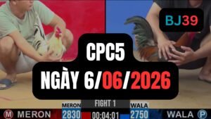 Video đá gà CPC5 Thomo hôm nay 6-06-2026