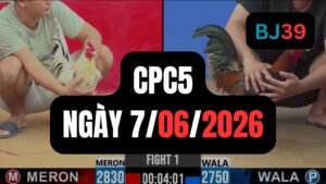 Video đá gà CPC5 Thomo hôm nay 07-06-2026