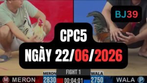 Video đá gà CPC5 Thomo hôm nay 22-06-2026