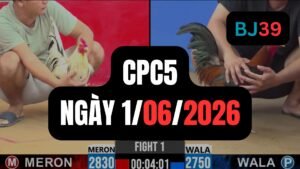 Video đá gà CPC5 Thomo hôm nay 1-06-2026