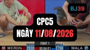 Video đá gà CPC5 Thomo hôm nay 11-08-2026