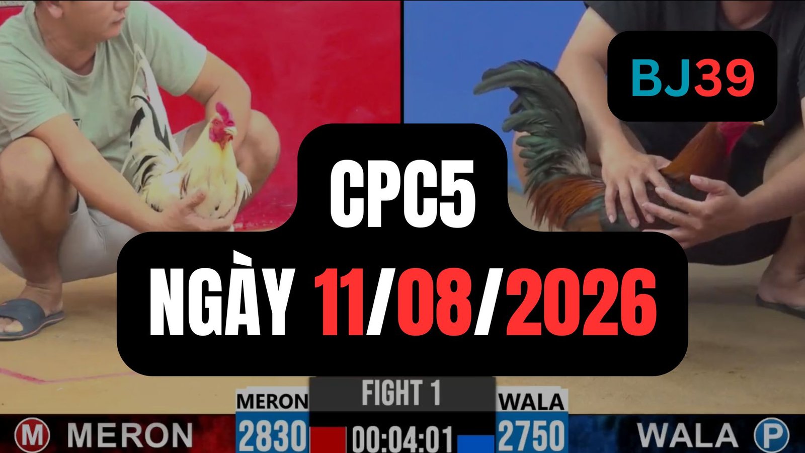 Video đá gà CPC5 Thomo hôm nay 11-08-2026