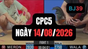 Video đá gà CPC5 Thomo hôm nay 14-08-2026